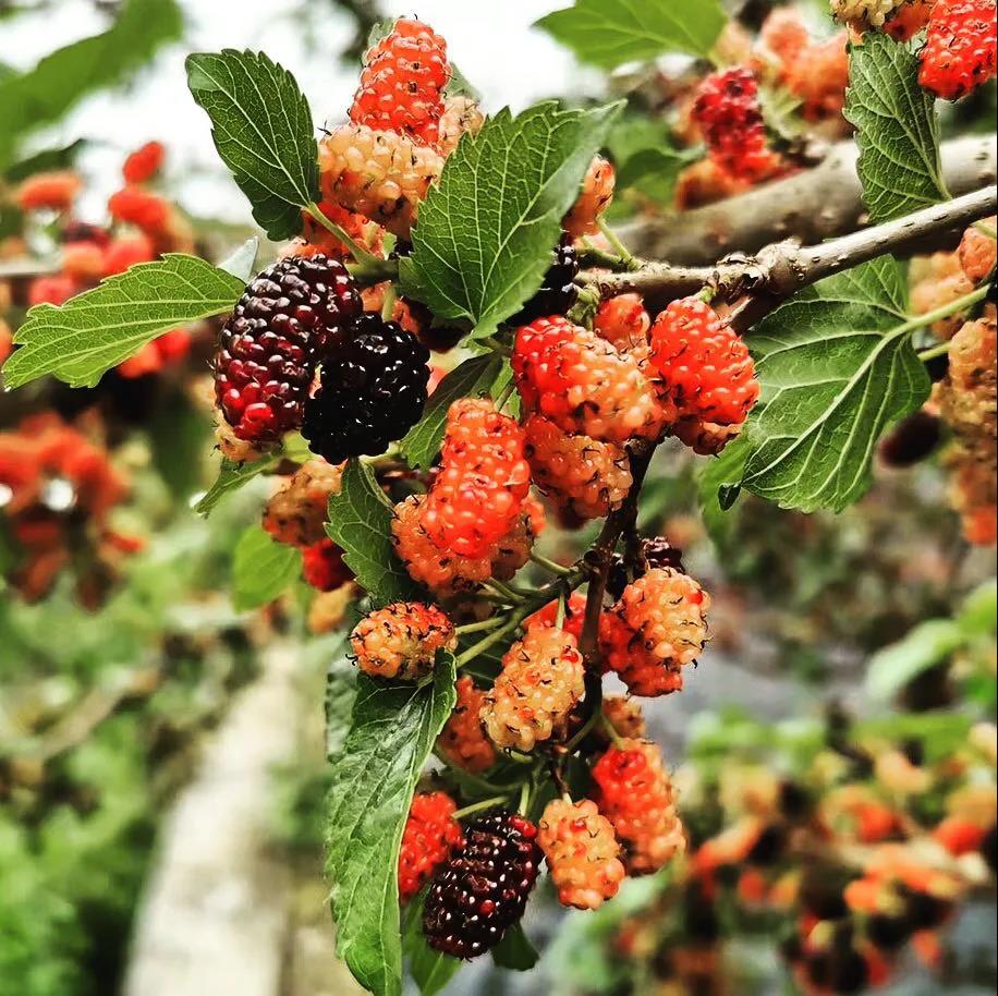 【2019年度威廉希尓指数500荣誉体系先进集体系列报道四：羊城集团】坚定信心 奋勇争先 谱写新时代羊城集团全面转型发展新篇章