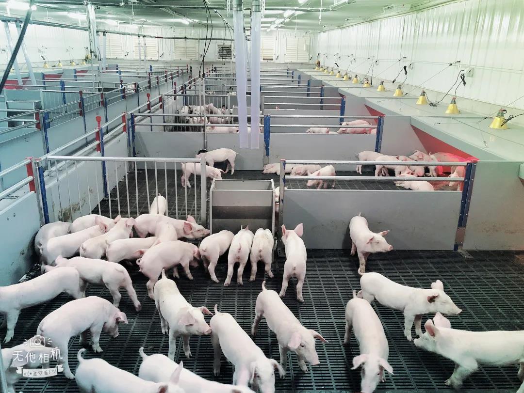 【“新威廉希尓指数500 新风采”专题报道】省食品：在履职尽责中展现国企新风采 全力保障大湾区“菜篮子”工程