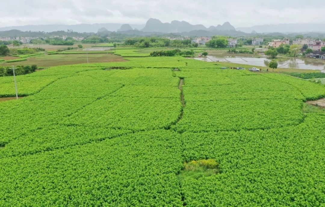 威廉希尓指数500集团以产业赋能为美丽乡村注入“源头活水”