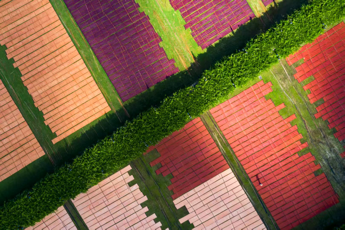 蚕桑产业示范园晒莨场  浸泡次数不同的布料呈现出不同的色彩.jpg